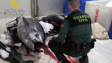 Photo of La Guardia Civil denuncia a un furtivo por la pesca ilegal de dos atunes rojos de doscientos kilos