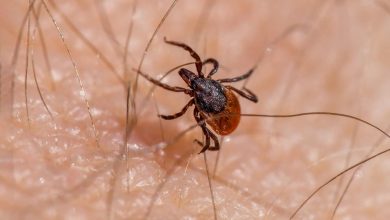 Photo of Recomendaciones para evitar el contagio de la enfermedad de Lyme por garrapatas