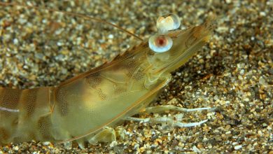 Photo of Investigadores de la UMU intentan reproducir en cautividad el langostino del Mar Menor