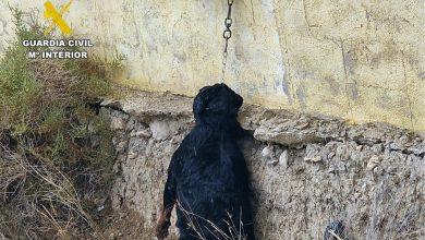 Photo of Desmantelan una granja ilegal de perros que vendían por Internet