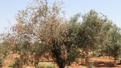 Photo of Descubren cómo evitar la enfermedad defoliante en los olivos y plantas de algodón