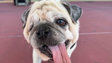 Photo of Renfe permitirá viajar con perros de hasta 40 kilos en todos sus trenes