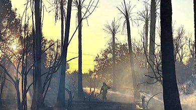 Photo of Bomberos sofocan un incendio de vegetación en La Raya con varios focos