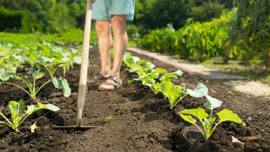 Photo of La agricultura ecológica se consolida en el relevo generacional en el campo