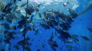 Photo of El Observatorio de Bienestar Animal pide apoyos para mejorar la vida de los peces de acuicultura
