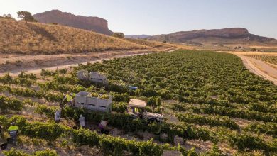 Photo of Jumilla inicia anticipadamente por el calor una larga vendimia que durará hasta octubre