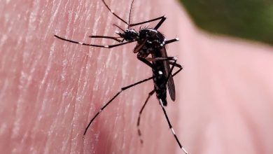 Photo of OCU avisa de la ineficacia contra los mosquitos de las pulseras y los aparatos de ultrasonidos