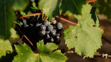Photo of Doce bodegas de la indicación Vino de la Tierra de Murcia se lanzan a las redes sociales